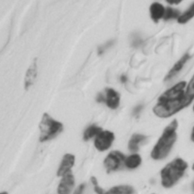 Raw training crop from group g2
