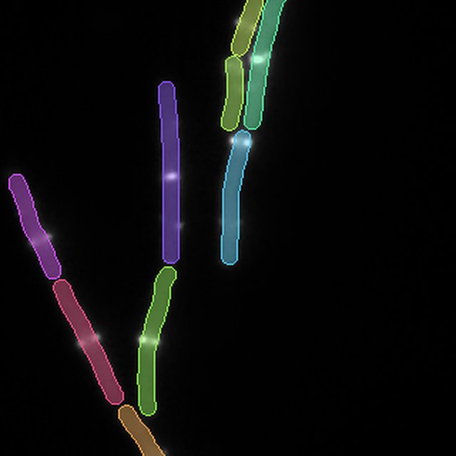 Ground-truth instance masks for the Fluorescence bacteria crop, one color per cell