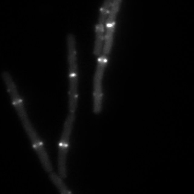Raw training crop from group g3