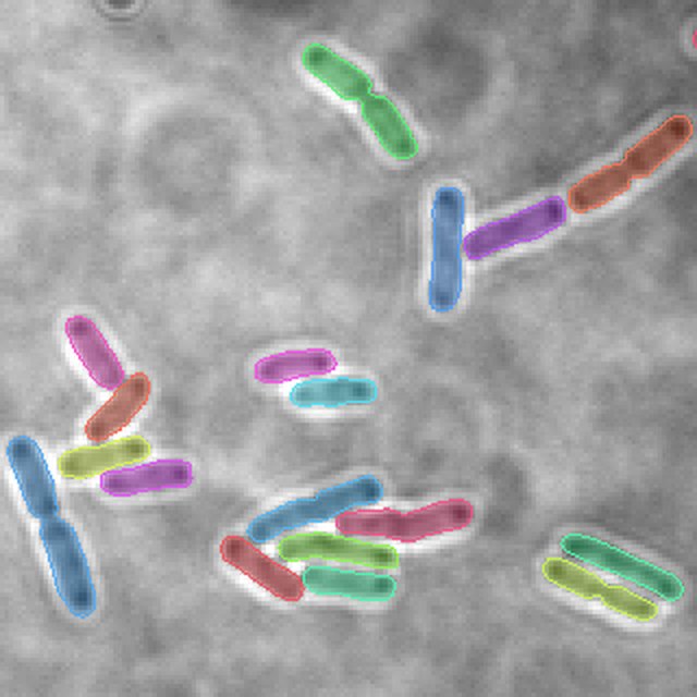Ground-truth instance masks for the Brightfield bacteria crop, one color per cell
