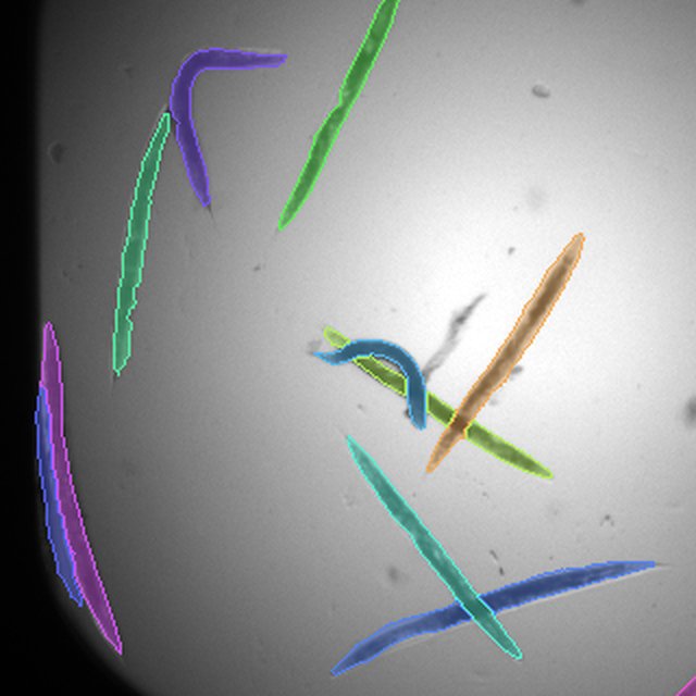 Ground-truth instance masks for the C. elegans crop, one color per cell
