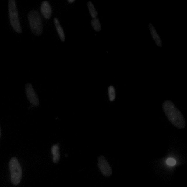 Test image for a held-out Fluorescent nuclei crop