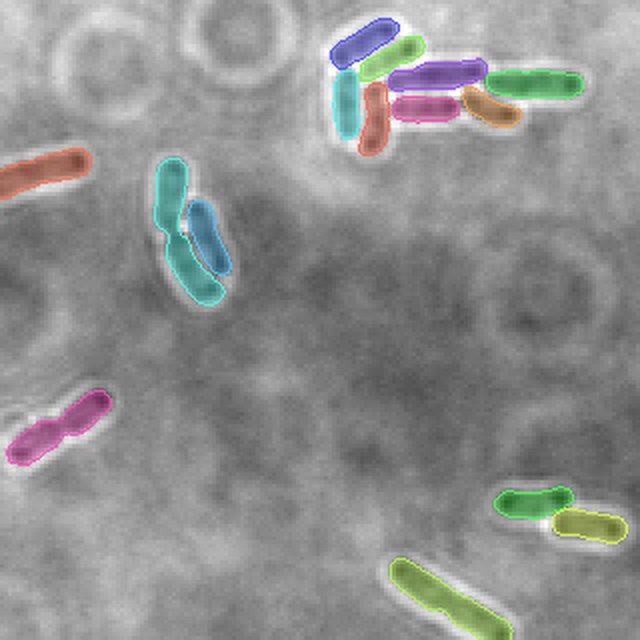 Ground truth for a held-out Brightfield bacteria crop