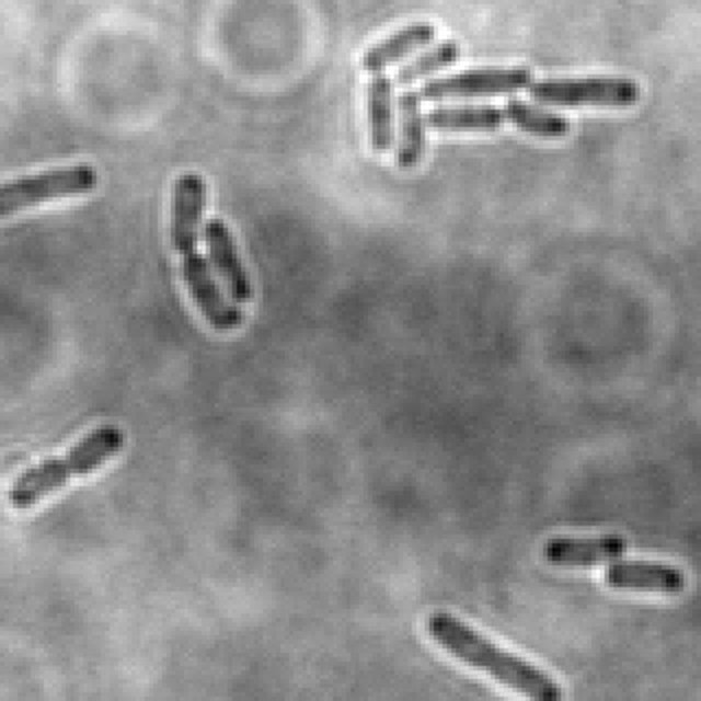 Test image for a held-out Brightfield bacteria crop