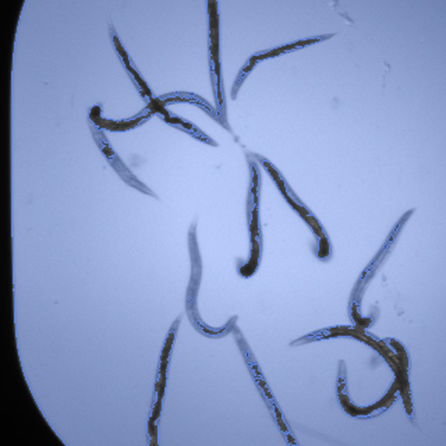 Classical floor (0.141) for a held-out C. elegans crop