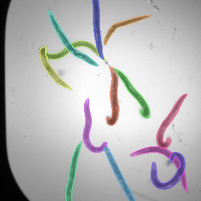 Ground truth for a held-out C. elegans crop