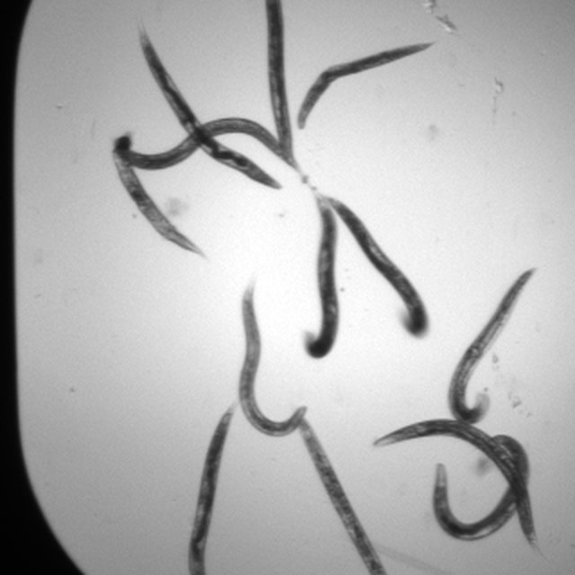 Test image for a held-out C. elegans crop